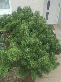 Borovice Kleč 1,5 x 2m ( Pinus Mugo ) - 2
