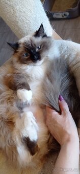 Ragdoll s PP - 2