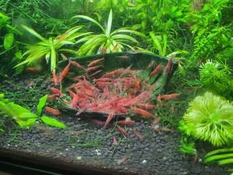 krevetky Red cherry - 2