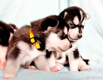 Sibiřský husky štěňata - 2