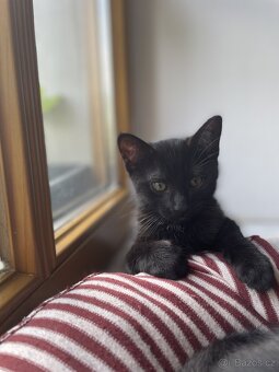 Jsme tři malí kočičí kluci, experti na mazlení 🐾🐈⬛ - 2