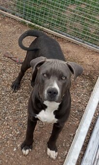 American bully xl - 2