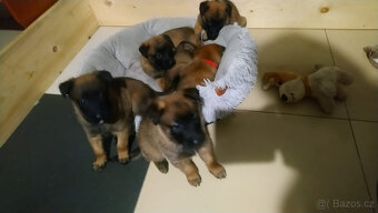 Belgický ovčák malinois odběr od 20.10-30.10.2025 - 2