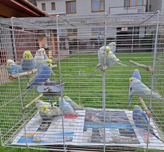 Prodám mladé andulky - 2