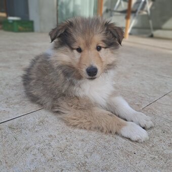 Kolie dlouhosrstá štěňata s PP - 2