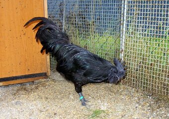 Ayam Cemani - 2