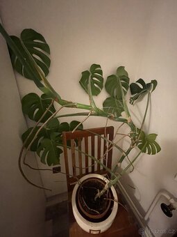 Monstera - 2