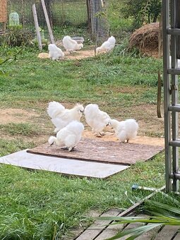 Kohout hedvábničky bílé - 2