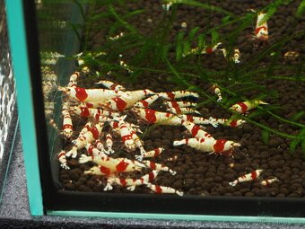 Krevetky Caridina různé druhy - 2