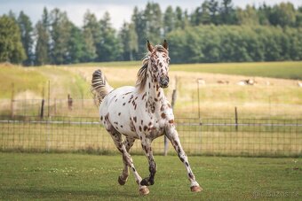 Nádherná klisna sportovního knabstruppera - 2