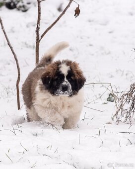 Moskevský strážní pes s PP FCI. - 2