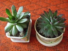 Netřesky +  rýmovník - 2