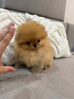 Pomeranian Mini - 2