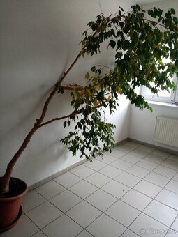 Fikus benjamín zdarma - 2