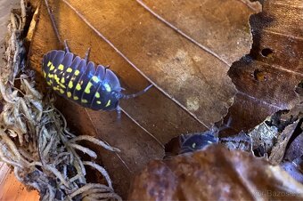 Armadillidium gestroi - 2
