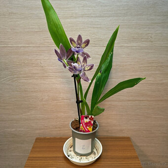 Zygopetalum Blue - 2