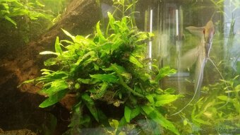 Sagittaria Subbulata, Microsorium - 2