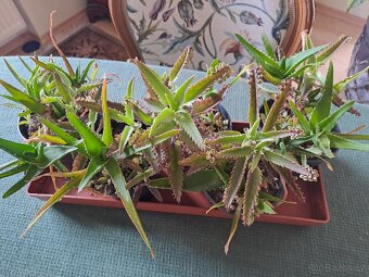 Madagaskarsky zensen. Nedut. - 2