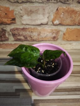 Aglaonema "tricolor" baby - 2