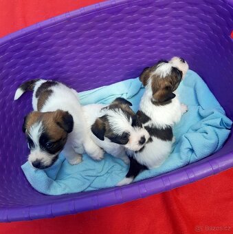 Jack russel terier - 2