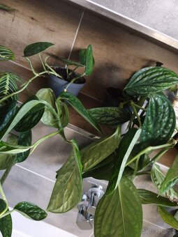 Monstera karstenianum Peru - 2