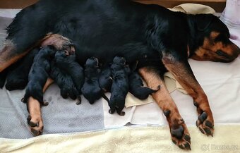 Rotvajler štěně, Rottweiler štěně, prodáme štěňata s PP - 2