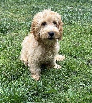 Cockapoo - 2