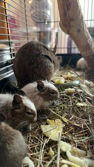 Osmák degu - 2