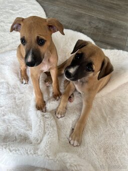 Vipet/ whippet štěňátka - 2