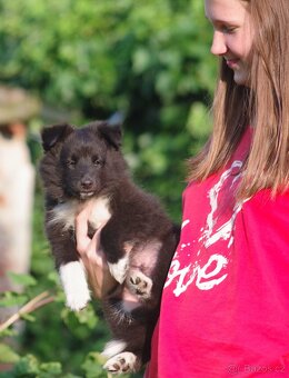 Sheltie/Šeltie - 2