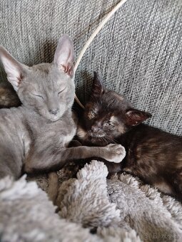 Cornish rex koťátko - 2