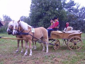 Bryčka + postroje - 2