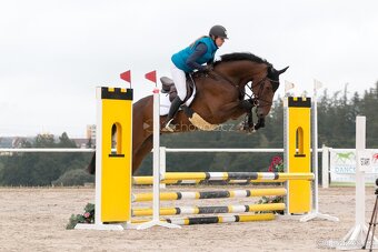 Hannoverská klisna vhodná na chov, rekreaci i do drezury - 2