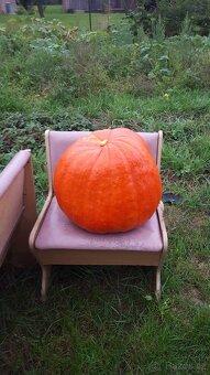 Dýně Goliáš - 2