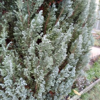 Cypřišek - větve - 2