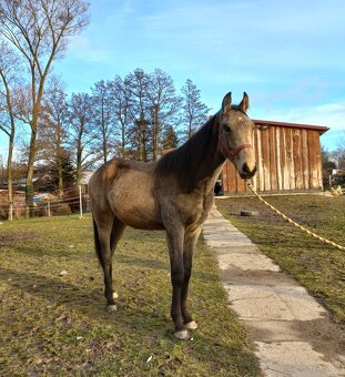 Prodám hřebečka - 2