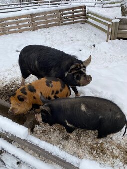 5ti měsíční selata kune - kune - 2