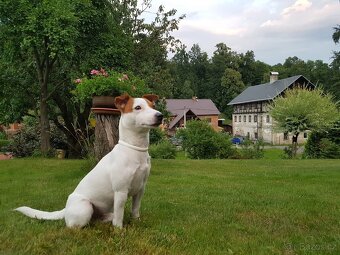 Jack Russel Teriér (JRT) Krytí - 2