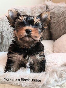 Jorkšírský teriér s PP - 2