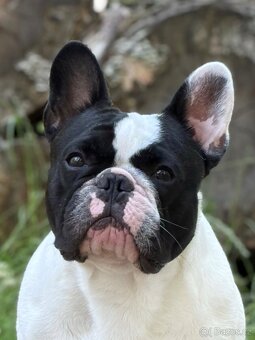 Francouzský buldoček s PP ( FCI ) - 2