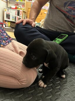 Štěňata - Americký stafordšírský teriér bez PP - 2