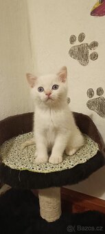 Britská koťátka bez PP - 2