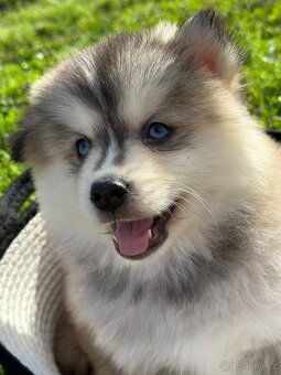 Pomsky / Pomeranian / Husky - 2