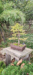 bonsai, bonsaj Modřín - 2
