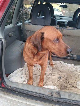 Steně RTW x Ridgeback - poslední volný pes. K ODBĚRU - 2