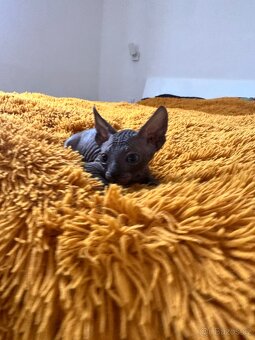 Kanadský Sphynx s průkazem původu - 2