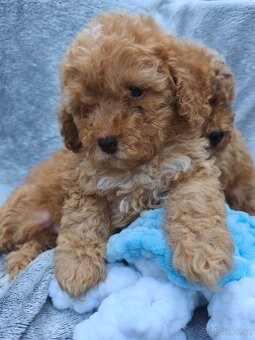 Cavapoo pudl kavalir - 2