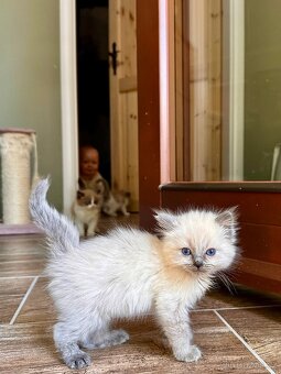 Ragdoll PP - 2