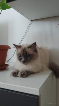 Kočka ragdoll - 2