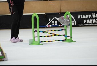 Sportovní králík bez pp - Queenie - 2